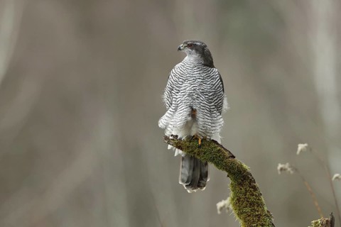 Northern Goshawk (Accipiter gentilis) female, Baden-Wuerttemberg, Germany