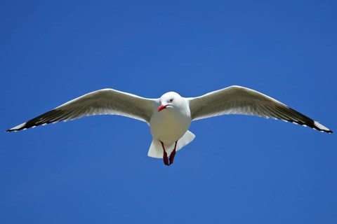 Silver Gull (Chroicocephalus novaehollandiae scopulinus) flying, South Island, New Zealand