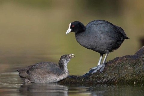Eurasian Coot (Fulica atra) with juvenile, Victoria, Australia