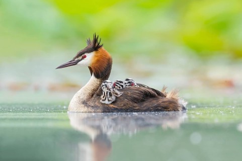 Great Crested Grebe (Podiceps cristatus) with chicks, Piedmont, Italy