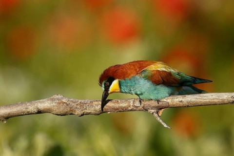 European Bee-eater (Merops apiaster) cleaning bill, Piedmont, Italy