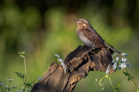 Eurasian Wryneck (Jynx torquilla) perched on a stump, Poland