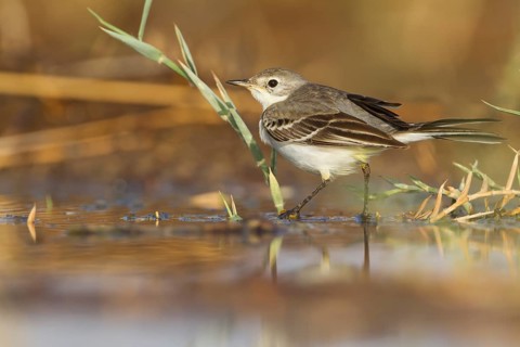 Yellow Wagtail - Schafstelze - Motacilla flava, Oman