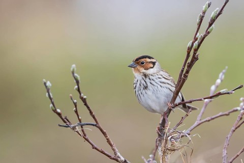 Little Buntint - Zwergammer - Emberiza pusilla, Russia