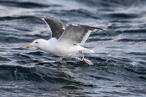 Great Black-backed Gull (Larus marinus) taking flight, North Sea, Germany
