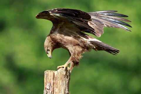 Lesser Spotted Eagle (Clanga pomarina) perched on a pale, Poland