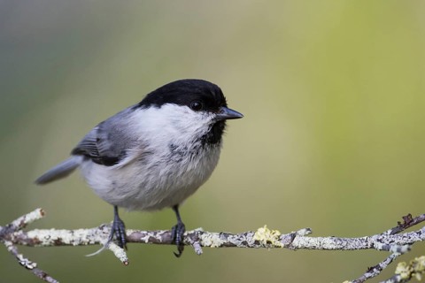 Willow Tit - Weidenmeise - Poecile montanus ssp. uralensis, Russia (Ural)
