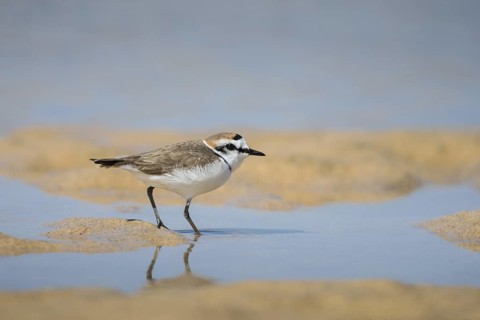 Kentish Plover (Charadrius alexandrinus), Fuerteventura, Spain