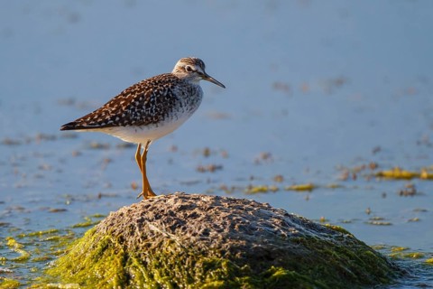 Wood Sandpiper (Tringa glareola), Greece