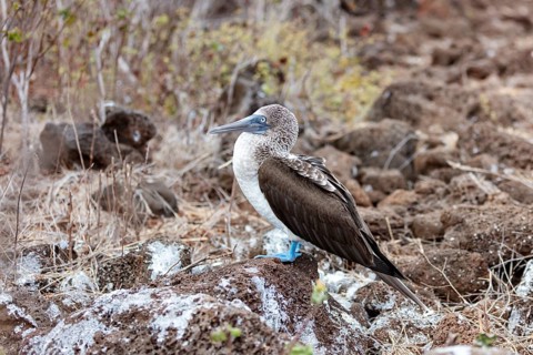 Blue-footed Booby (Sula nebouxii), Galapagos, Ecuador
