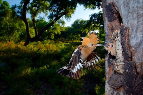 Eurasian Hoopoe (Upupa epops) feeding young in nest hole, Andalusia, Spain