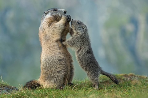 Alpine Marmot (Marmota marmota) adult with young, High Tauern National Park, Carinthia, Austria