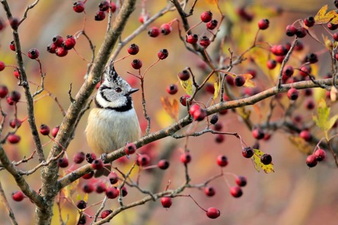 European Crested Tit (Lophophanes cristatus) perched on a branch, Andalusia, Spain