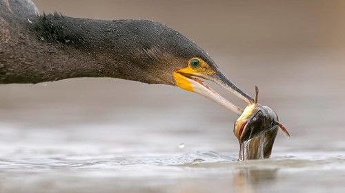 Great Cormorant (Phalacrocorax carbo) with captured Black bullhead (Ameiurus melas) prey in beak,