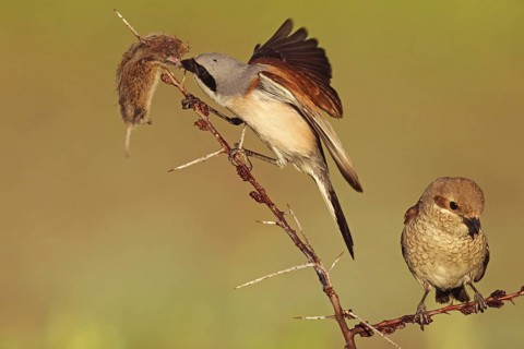 Red-backed Shrike (Lanius collurio), Baden-Wuerttemberg, Germany