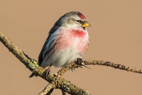 Common Redpoll (Acanthis flammea) male perched on a branch, Netherlands