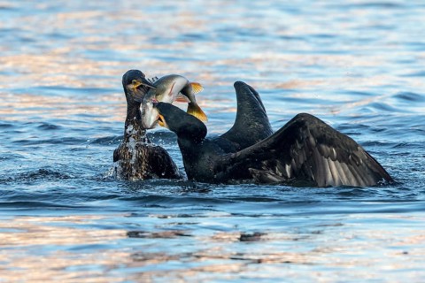 Great Cormorant (Phalacrocorax carbo) fighting for a European perch (Perca fluviatilis) prey,