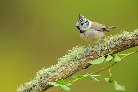 European Crested Tit (Lophophanes cristatus) perched on lichen branch, Andalusia, Spain