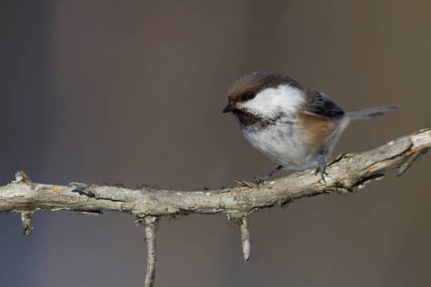 Siberian Tit (Grey-headed Chickadee) - Lapplandmeise - Poecile cinctus