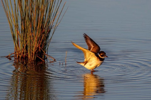 Common Ringed Plover (Charadrius hiaticula), Mallorca, Spain