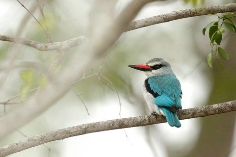 Woodland Kingfisher (Halcyon senegalensis), Kruger National Park, South Africa