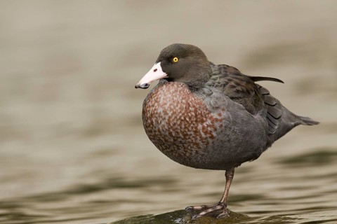 Blue Duck (Hymenolaimus malacorhynchos), New Zealand