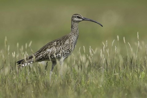Whimbrel (Numenius phaeopus), Iceland