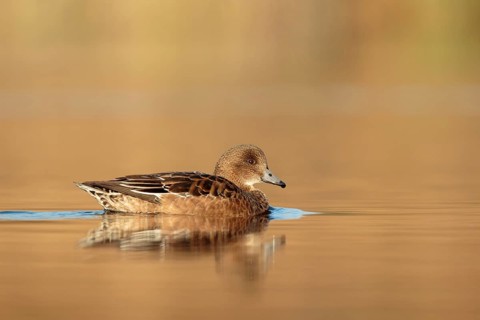 Eurasian Wigeon (Mareca penelope) female, Utrecht, Netherlands