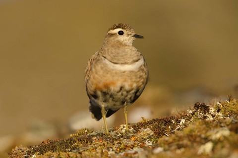 Eurasian Dotterel (Charadrius morinellus), Grisons, Switzerland