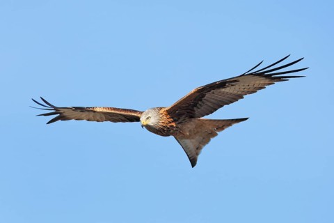 Red Kite (Milvus milvus) flying, Mecklenburg-Western Pomerania, Germany