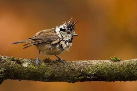 European Crested Tit (Lophophanes cristatus), Utrecht, Netherlands