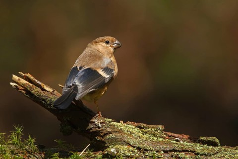 Eurasian Bullfinch (Pyrrhula pyrrhula) juvenile, Utrecht, Netherlands