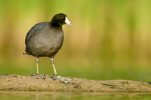 American Coot (Fulica americana), Texas, USA