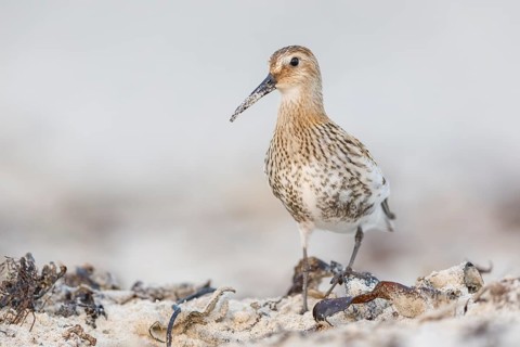 Alpenstrandläufer, Calidris alpina Dunlin, Calidris alpina