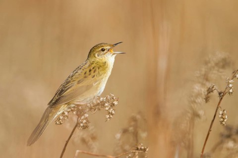 Common Grasshopper Warbler (Locustella naevia) singing, Baden-Wuerttemberg, Germany