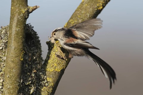 Long-tailed Tit (Aegithalos caudatus), Aargau, Switzerland