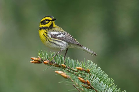 Townsend's Warbler (Dendroica townsendi) perched on a branch in Victoria, BC, Canada