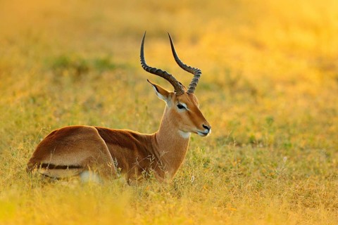 Sunset in Africa wildlife. Beautiful impala in the grass with evening sun. Animal in the nature