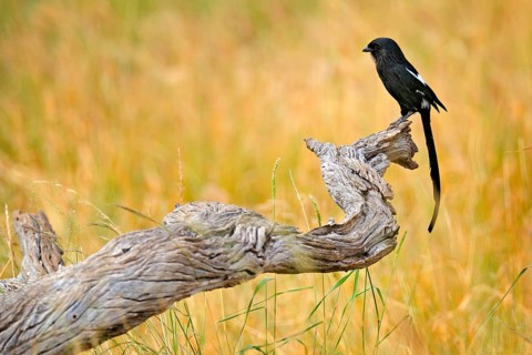 Magpie shrike, Urolestes melanoleucus, African long-tailed bird sitting on the tree trunk in the