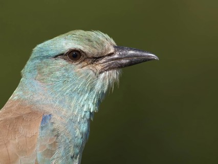 European Roller (Coracias garrulus), South Africa