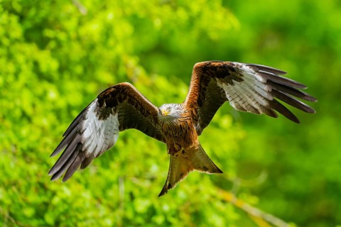Red kite (Milvus milvus) flying in a forest in early summer, Bavaria, Germany