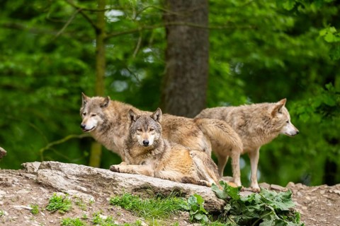 Eastern wolves (Canis lupus lycaon) on a little hill, Bavaria, Germany