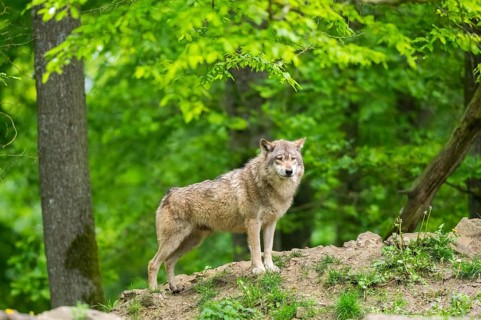 Eastern wolf (Canis lupus lycaon) standing on a little hill, Bavaria, Germany