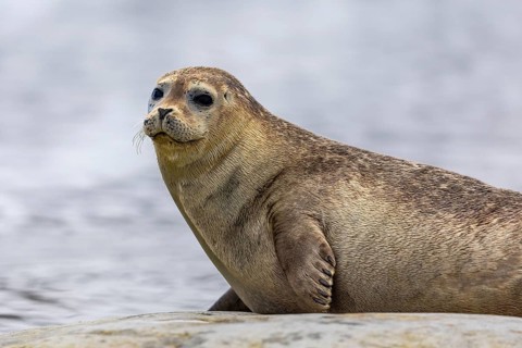 Harbour seal (Phoca vitulina) lying on a stone in the water, Mammals (Mammalia), Gravnesodden,