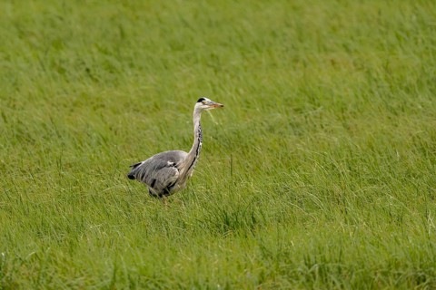 Grey heron (Ardea cinerea), Vulkaneifel, Rhineland-Palatinate, Germany