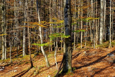 Trees in the forest near the Lainbach waterfalls, Lainbach, Lainbachtal, Kochel am See, Upper