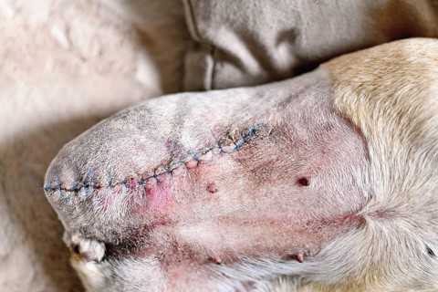 Veterinary stitches on amputated dog leg during healing. Post-operative care after limb removal