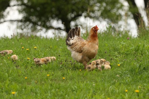 Domestic chicken with a few days old young ones looking for food in a meadow, free-range, organic