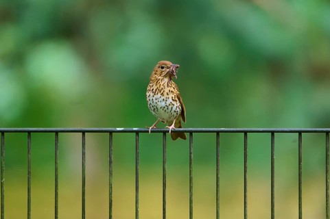 A song thrush (Turdus philomelos), standing on a railing and holding an insect in its beak, France