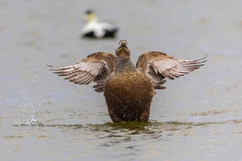 Eider duck (Somateria mollissima), hen grooming her feathers, duck birds (Anatidae), Aventdalen,